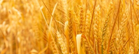 Krupni plan klasja pšenice u polju