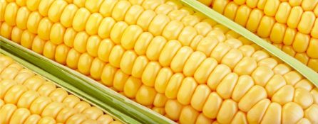 Krupni plan na svježe zrele klipove kukuruza sa zelenim lišćem