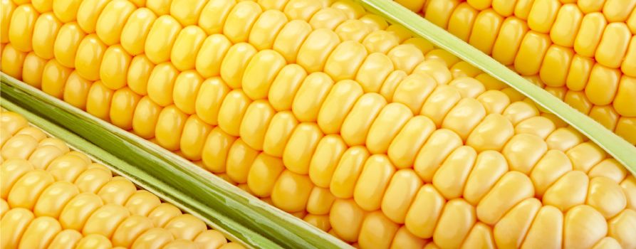 Krupni plan na svježe zrele klipove kukuruza sa zelenim lišćem