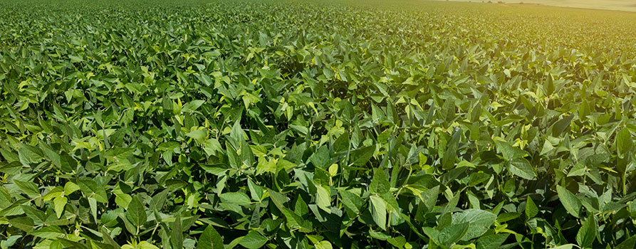 Poljoprivredna plantaža soje izbliza