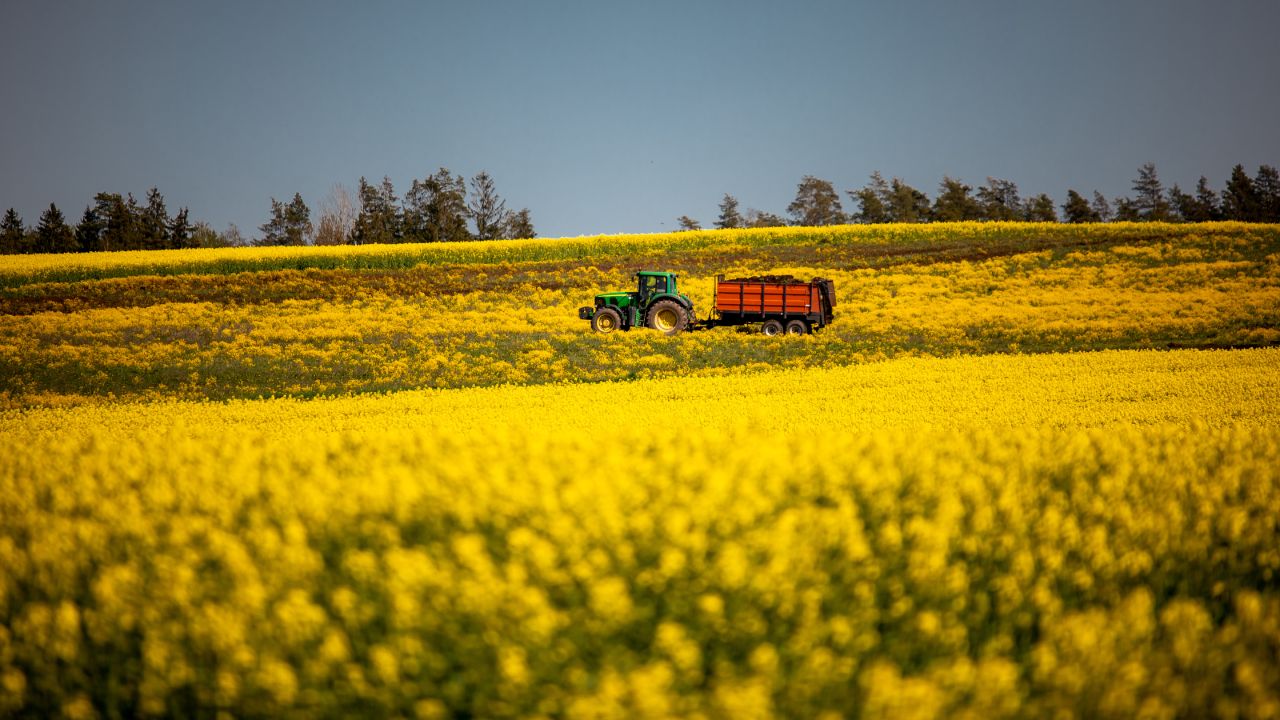 Žetva uljane repice kombajnom